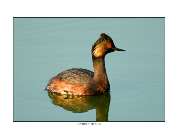 9563 eared grebe.jpg